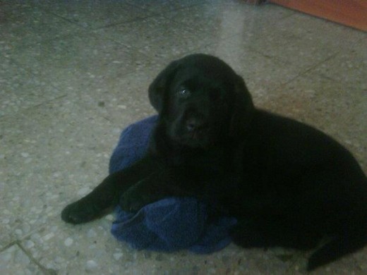 Mi nuevo bebe....le pusimos Draco II en honor a mi angelito ^o^ Mi nuevo bebe....le pusimos Draco II en honor a mi angelito ^o^
